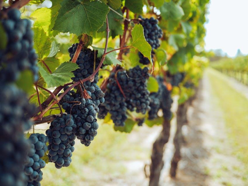 Vendanges : récolte du raisin, calendrier et déroulement