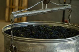 Quelles sont les étapes de la vinification d'un vin ?