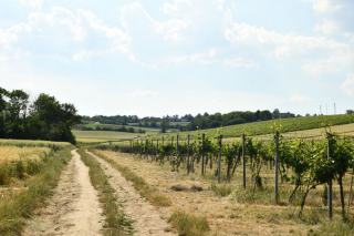 Coteau de savagnin sur les marnes du vignoble jurassien