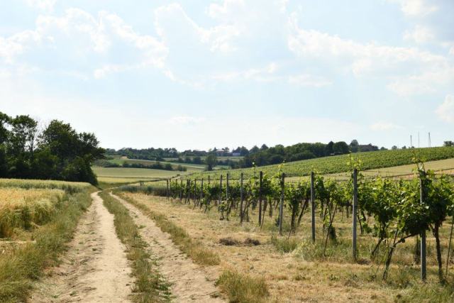 Coteau de savagnin sur les marnes du vignoble jurassien